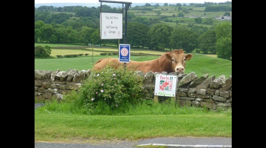 Our Bull posing for his photo!