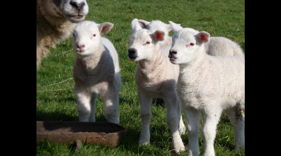 What! ewe looking at me?