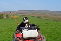 Sam & Fly enjoying a ride out on the allotment