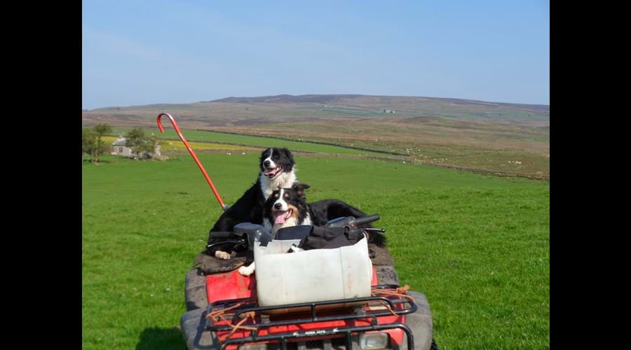 Sam & Fly enjoying a ride out on the allotment