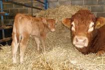 The Limousin Bull with one of his offspring