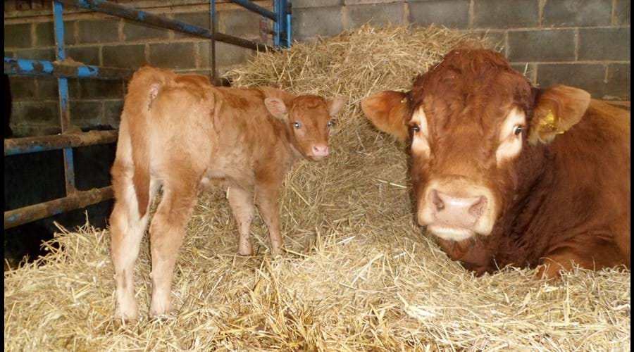 The Limousin Bull with one of his offspring