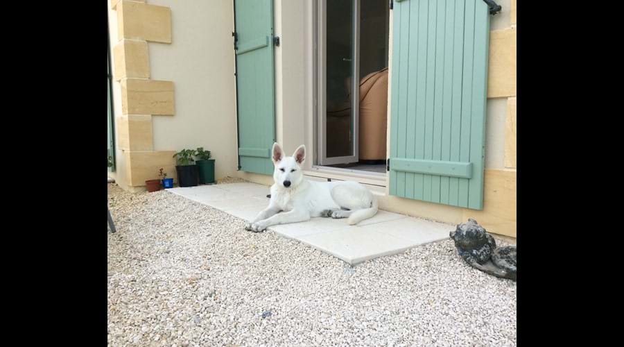 Our friendly Swiss Shepherd