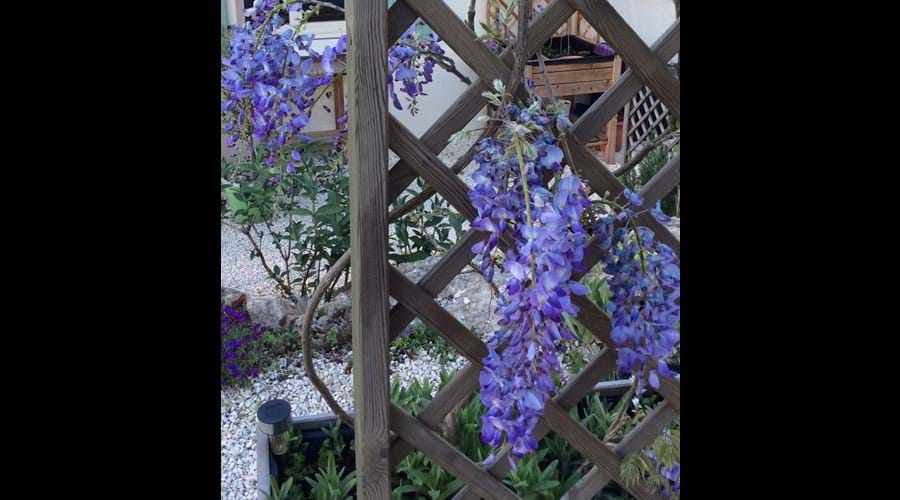 Wisteria in the garden