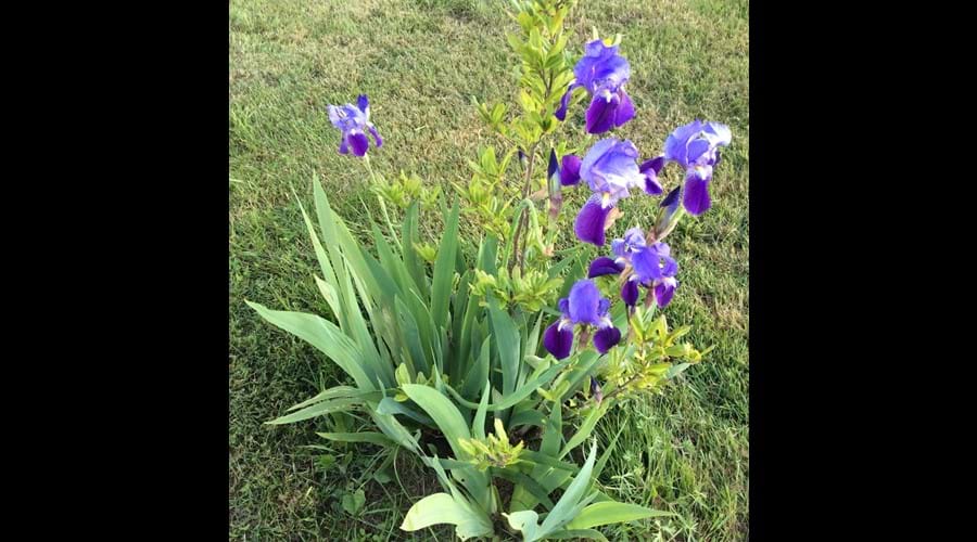 Spring Iris