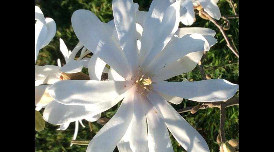 Star Magnolia