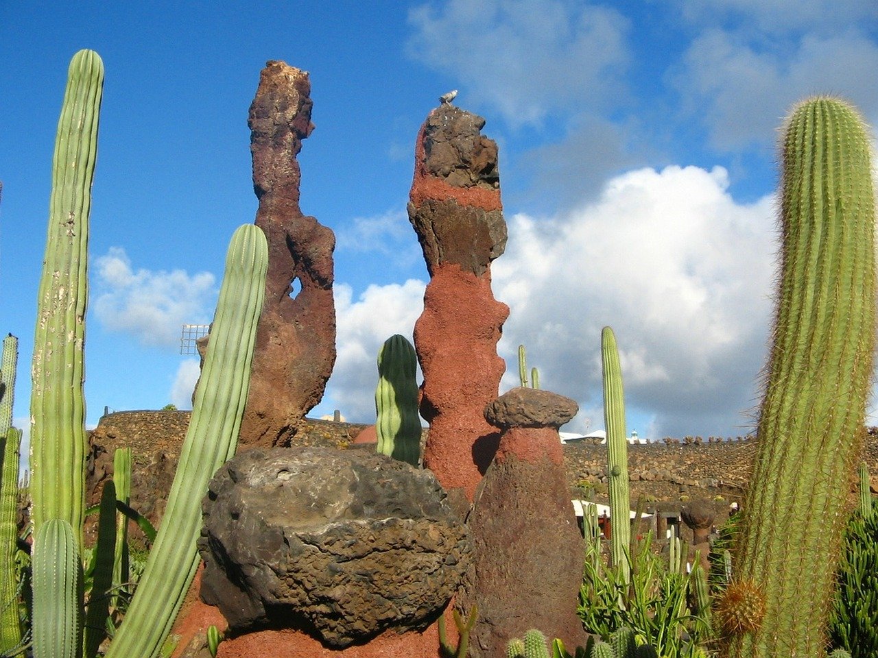 Cactus Garden Lanzarote