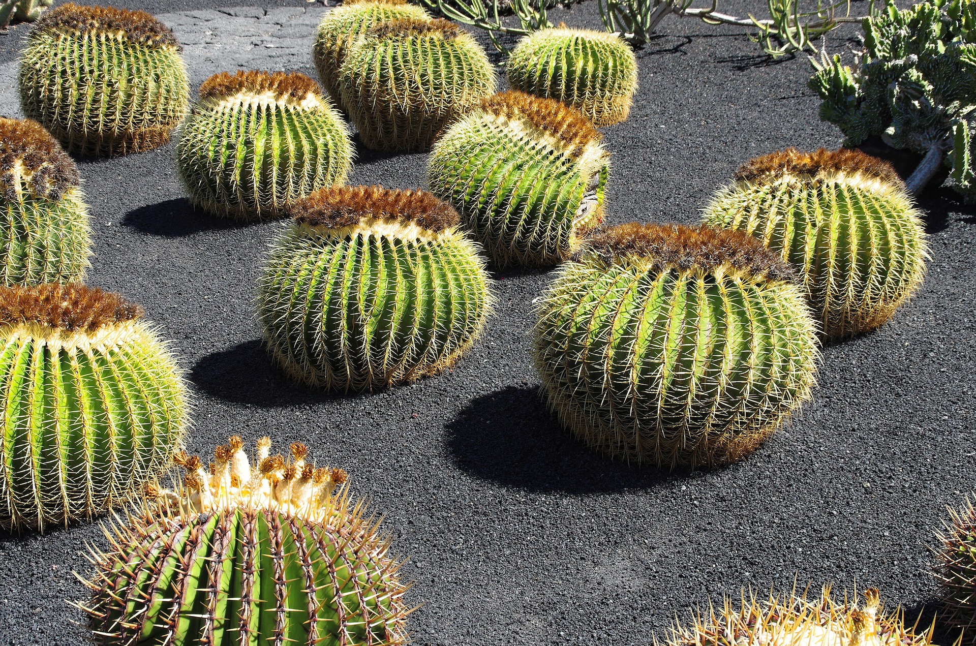 Echinocactus grusonii, Cactus Garden Lanzarote