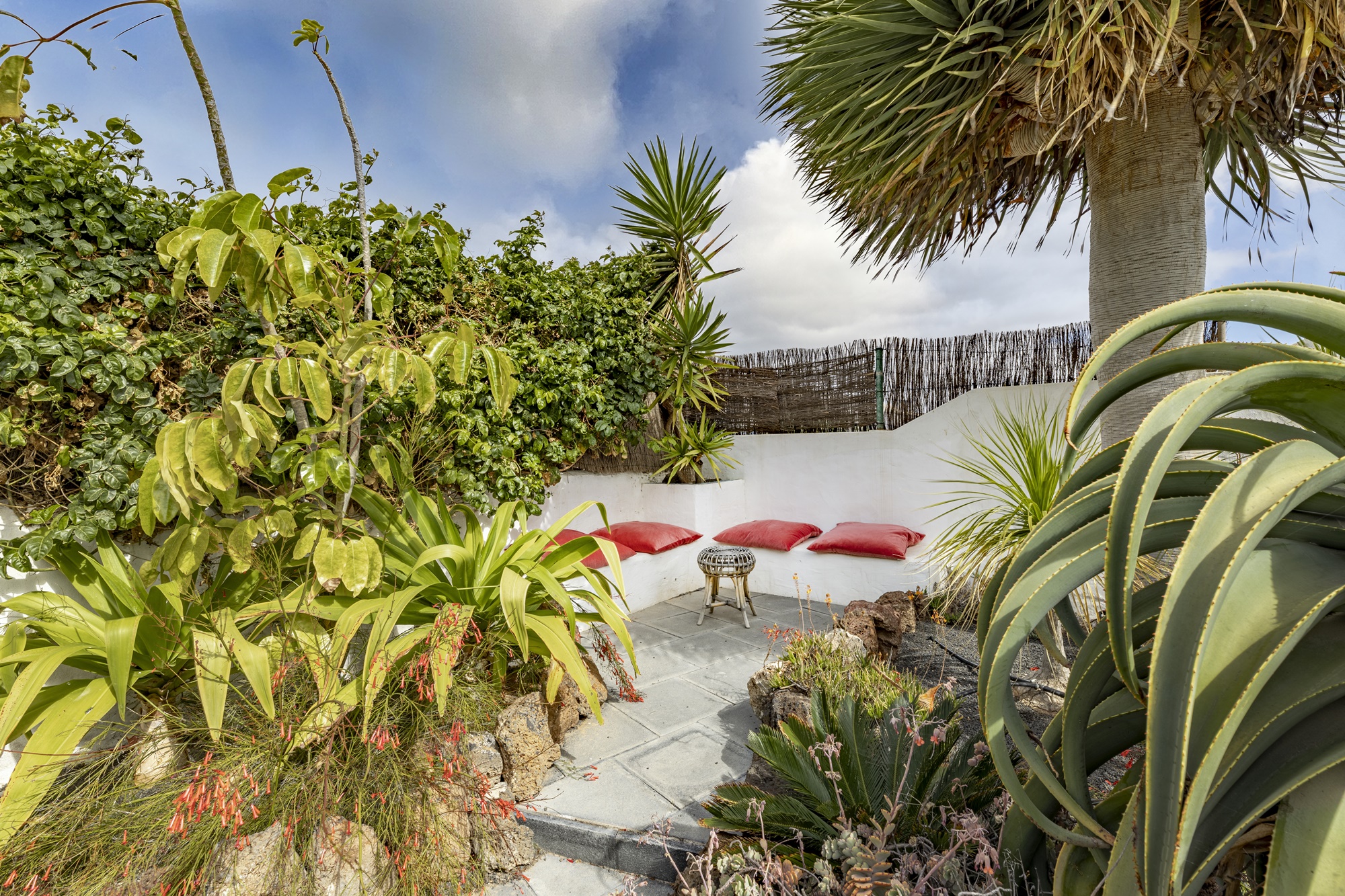  The banquette seating under the drago tree