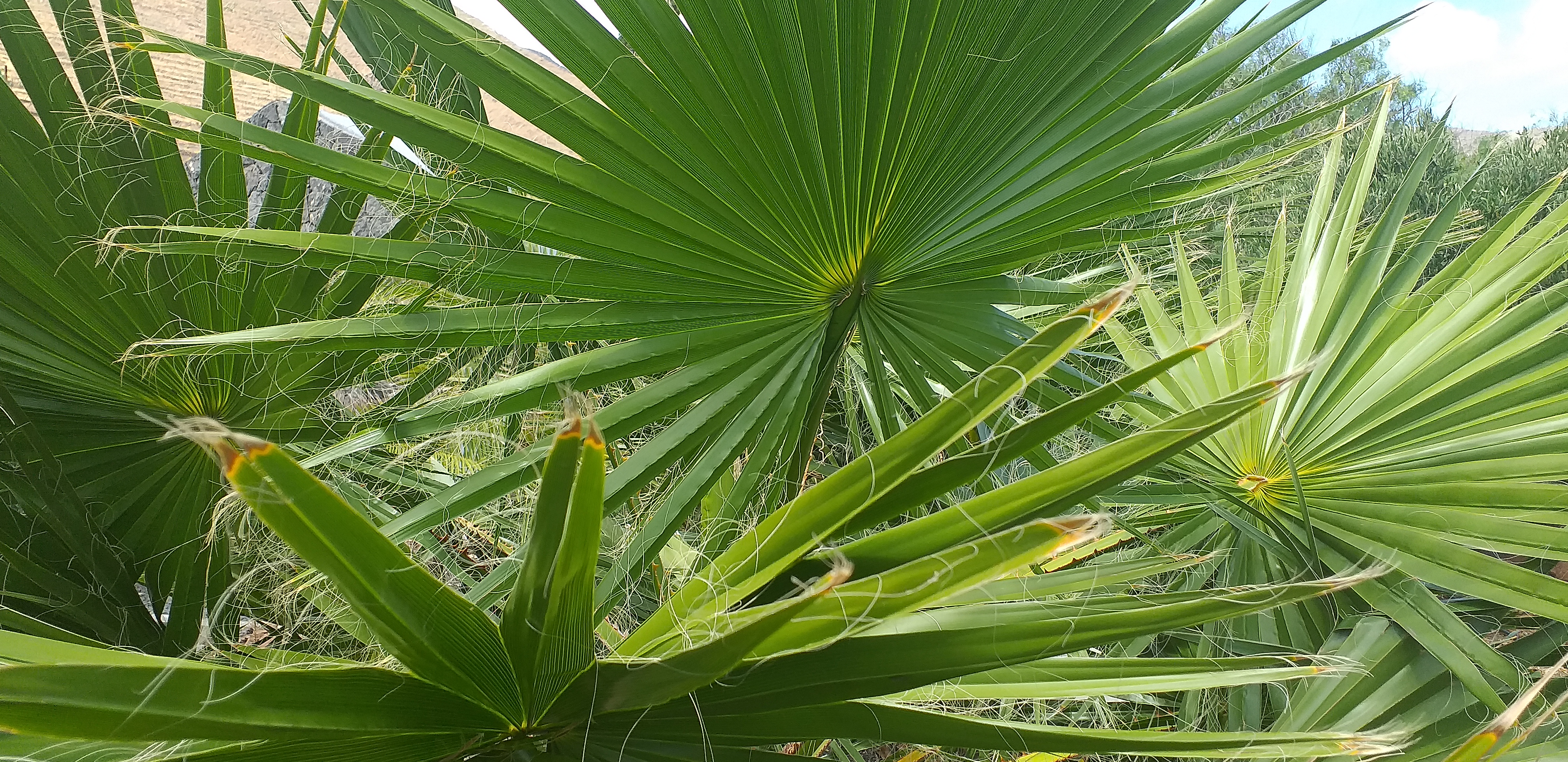 Washingtonia Robusta