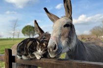 Rodney our adopted donkey from nearby "Hee Haws" Donkey Sanctuary.