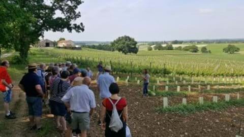 Local vineyard tour 