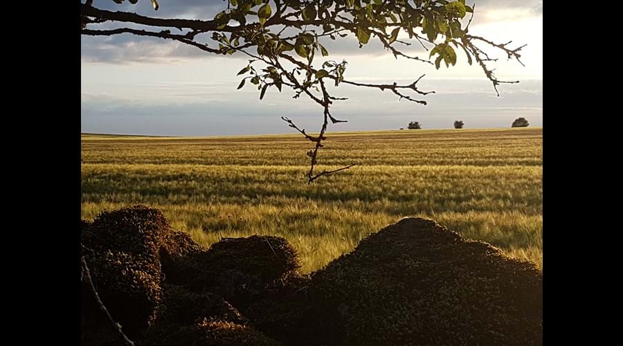 Fields of wheat
