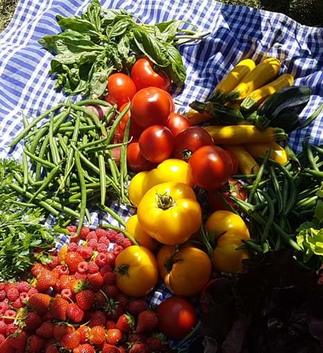 Rich pickings from our nearby organic 