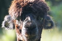 One of the neighbours from Bird Farm the local Alpaca breeders, you can also do day or half day basket weaving courses