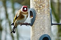 We have many feathered visitors to Winllan, here is a goldfinch