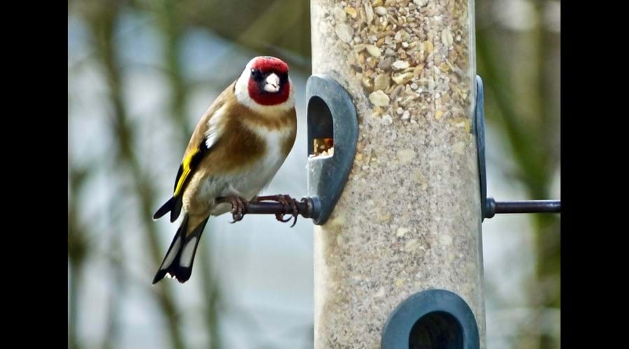 We have many feathered visitors to Winllan, here is a goldfinch