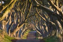 The spooky sculptural form of the Dark Hedges (The Kings Road to Game of Thrones fans) are a 20 minute drive from Crayfish Cottage