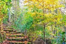 Autumn Woodland Paths