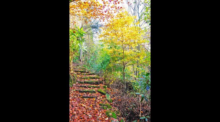 Autumn Woodland Paths