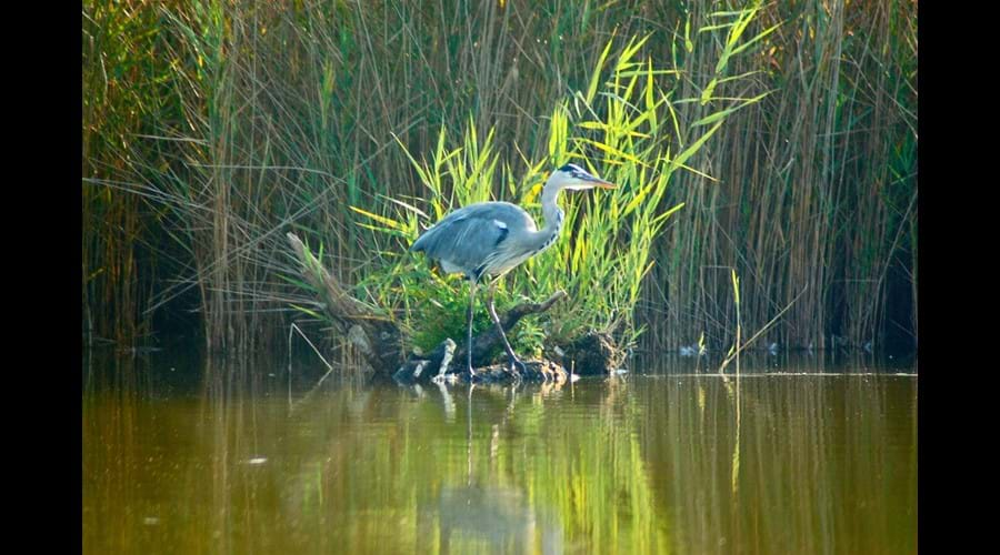 Heron fishing at rivers edge