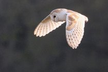 Barn Owls can be seen regularly over the fen credit J Dent