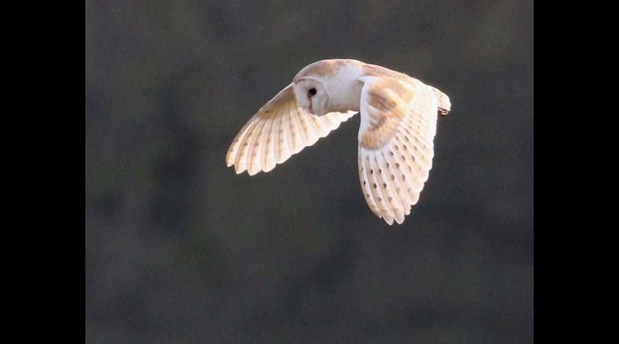 Barn Owls can be seen regularly over the fen credit J Dent