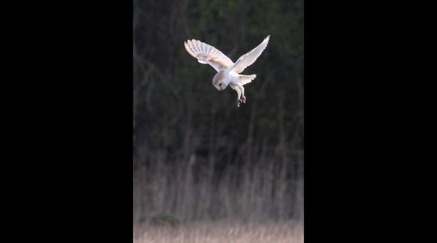 Barn owl poised to strike credit J Dent