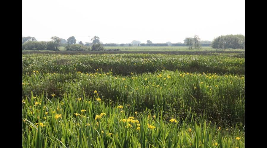 Flag Iris in bloom on the fen credit S Anderson