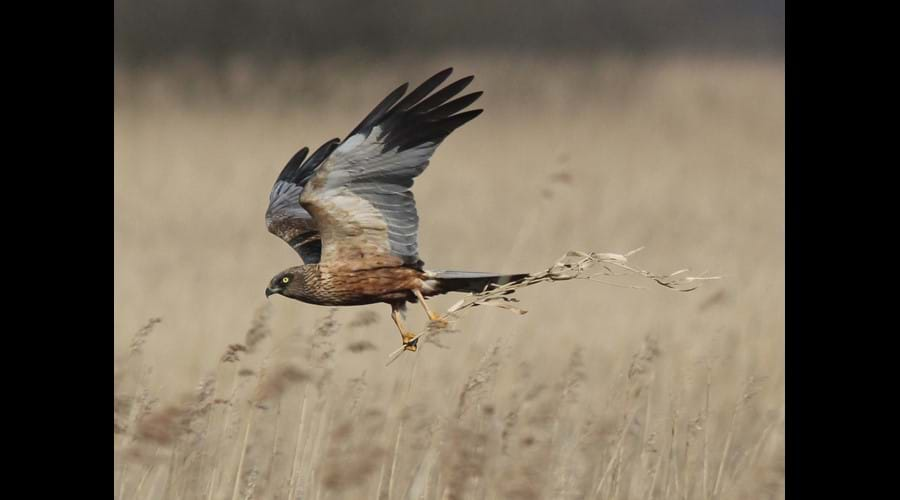 Marsh Harriers often fly over the Fen credit J Dent