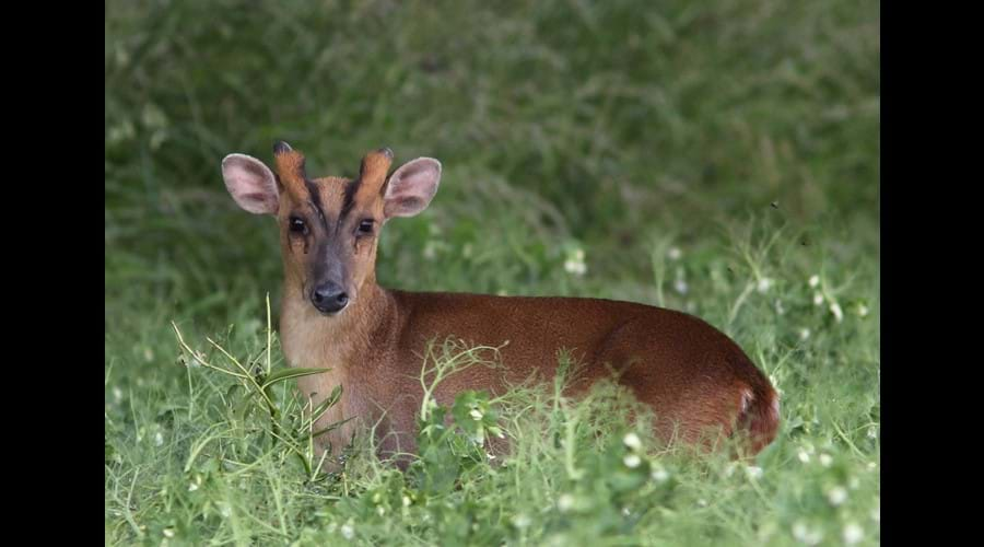 Muntjac regulary wander through the garden