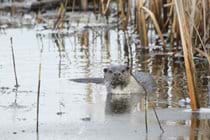 Otter can be seen on the nearby canal