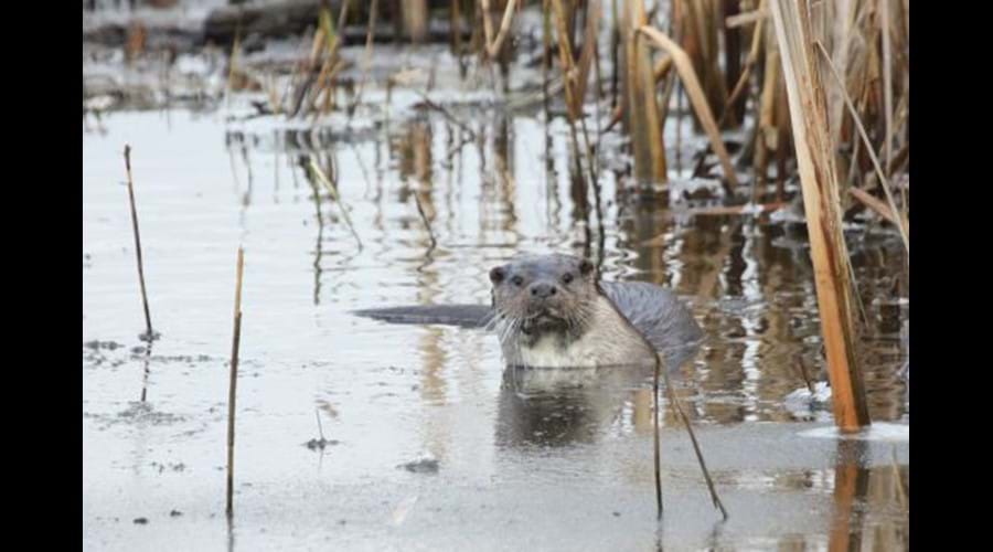 Otter can be seen on the nearby canal