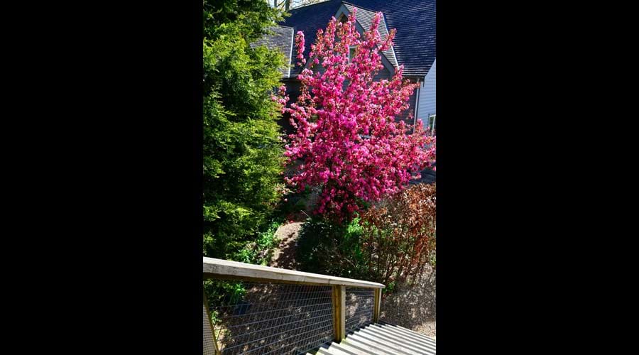 Spring blossom by the stairway to the Studio