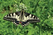 The rare Swallowtail butterfly which has been seen in our garden credit J Dent
