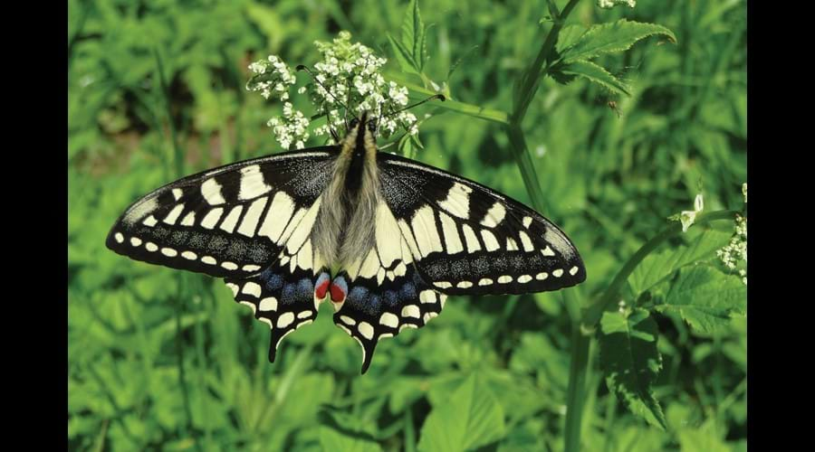 The rare Swallowtail butterfly which has been seen in our garden credit J Dent