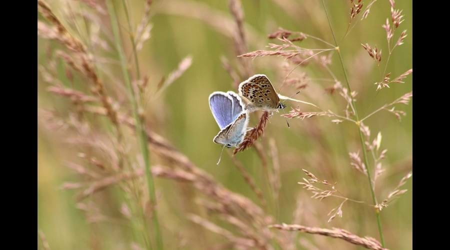 Silver studded butterflies East Ruston credit S Anderson