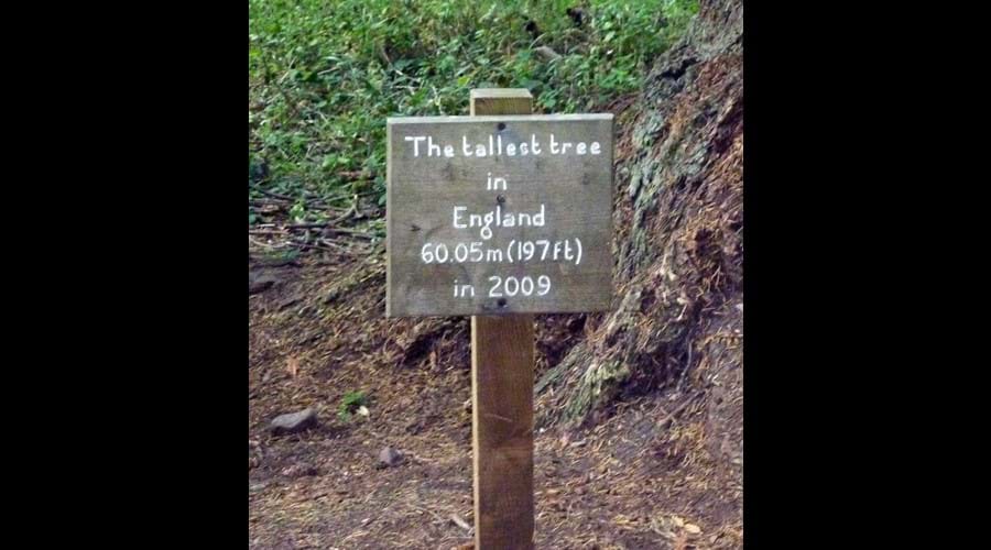 Copse Cottage, holiday home in Alcombe Minehead