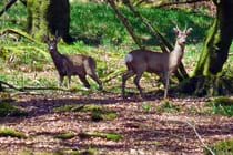 Copse Cottage, holiday home in Alcombe Minehead
