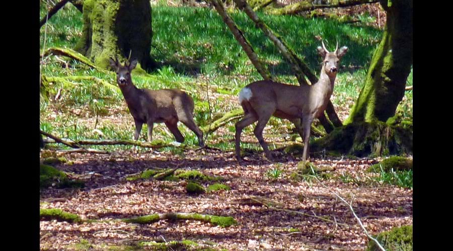 Copse Cottage, holiday home in Alcombe Minehead