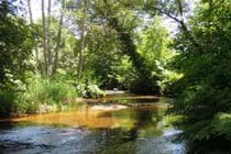 Look for crayfish and paddle about