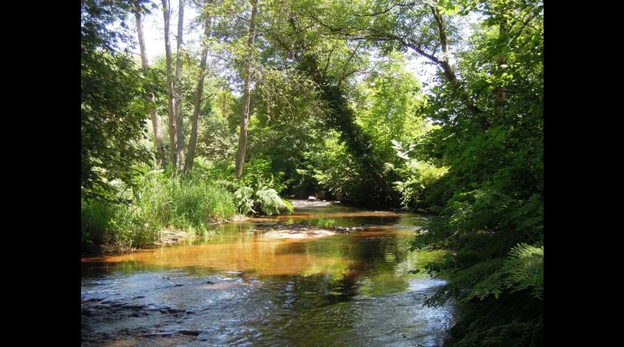 Look for crayfish and paddle about