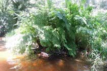 River ferns