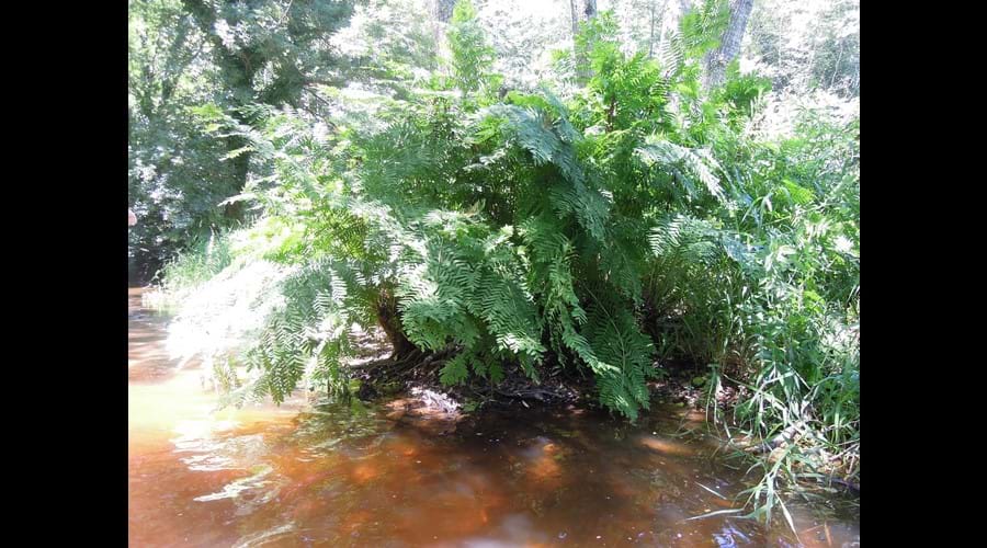 River ferns