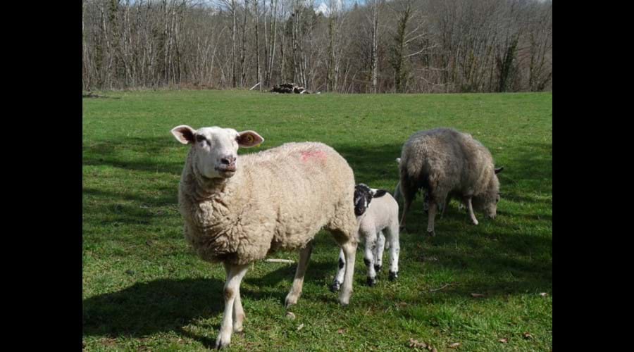 We keep sheep, pigs, chickens and bees