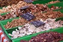 Many, many mushrooms