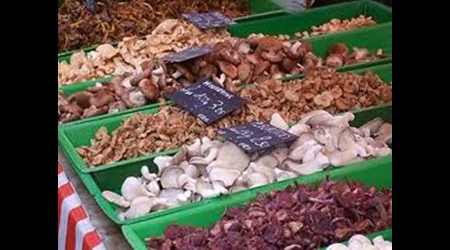 Many, many mushrooms