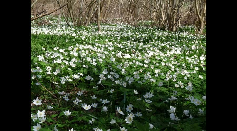 Our woods in spring