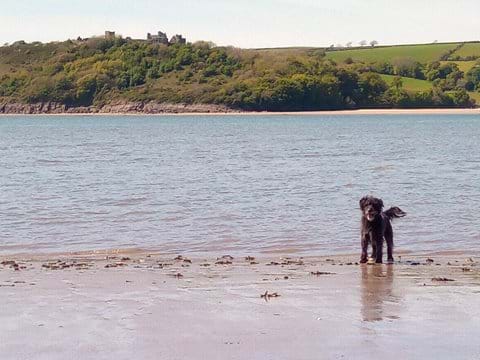 Just a short stroll from the cottage, looking across to Llansteffan castle