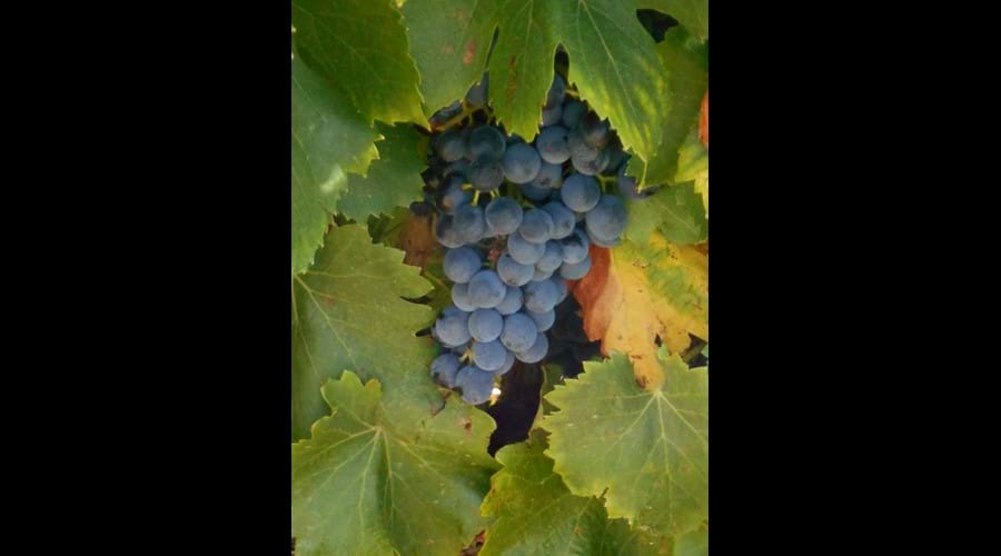 Minervois berries!